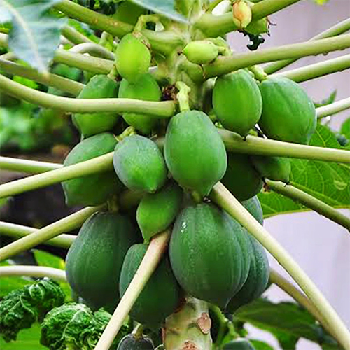 Fresh Papaya