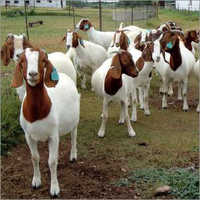 Boer Goat