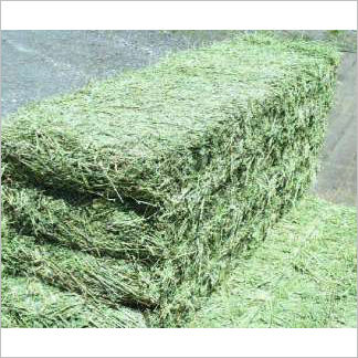 High Quality Alfalfa Hay