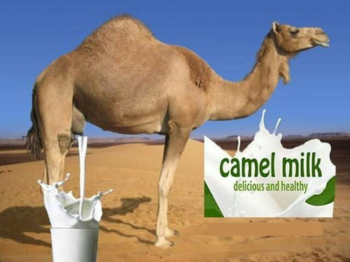 Natural Camel Milk By YESRAJ AGRO EXPORTS PVT. LTD.