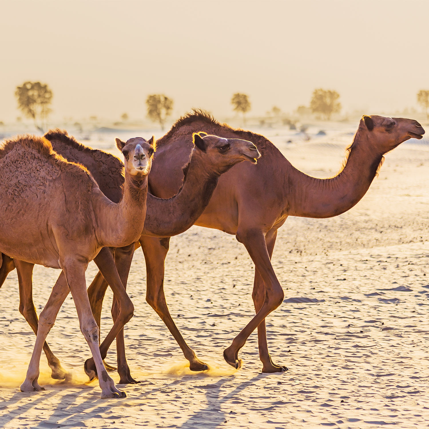 Natural Camel Milk