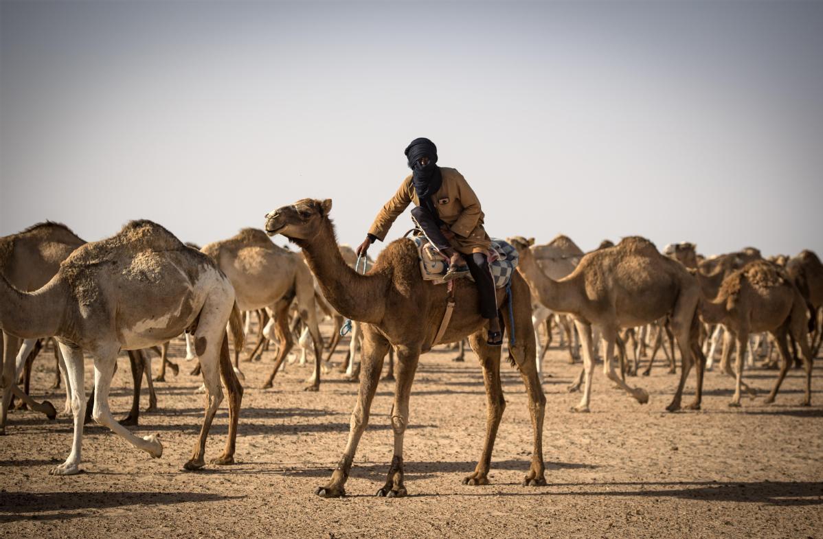 Natural Camel Milk