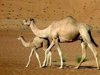 Natural Camel Milk