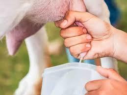 White Natural Goat Milk