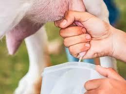 Natural Goat Milk