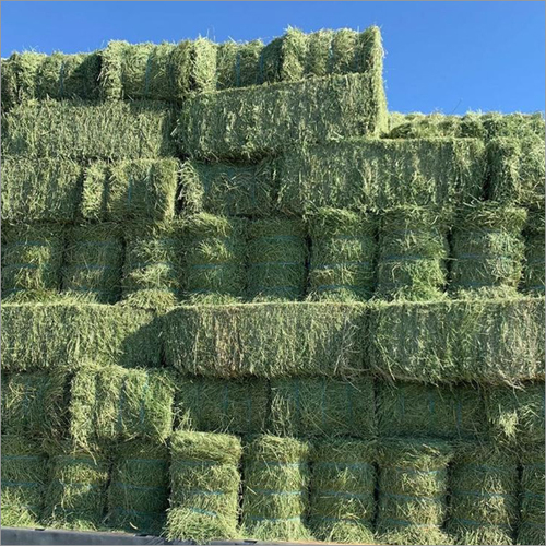 Alfalfa Hay