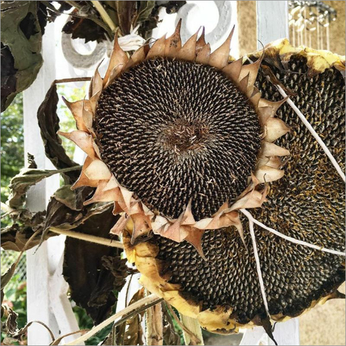 Sunflower Seed