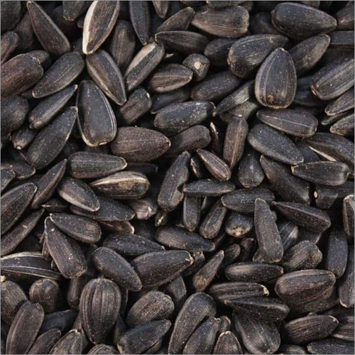 Barley Seeds