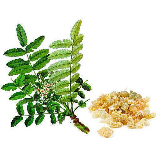 Boswellia Serrata Extract