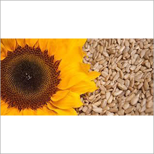 Sun Flower Extract By KUBER IMPEX LTD.
