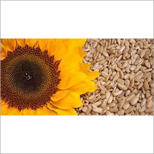 Sun Flower Extract