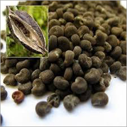 Ambrette Seed CO2 Critical Extract