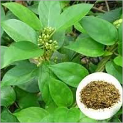 Gymnema Sylvestre Extract By KUBER IMPEX LTD.