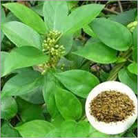 Gymnema Sylvestre Extract
