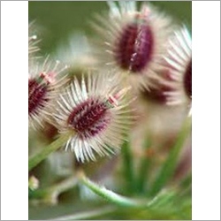 Daucus Carota Fruit Extract