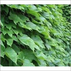 Ivy Powder Extract