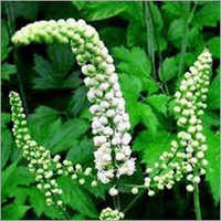 Black Cohosh Extract