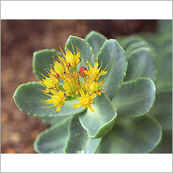Rhodiola Extract