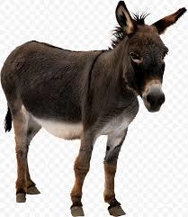 Donkey Milk