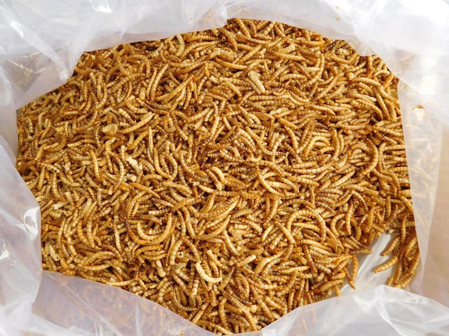 Pet Food Dried Mealworms Tenebrio Molitor