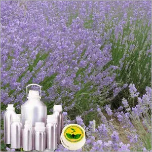 Lavender Oil Bulgerian