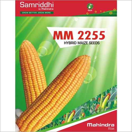 MM 2255 Hybrid Maize Seeds
