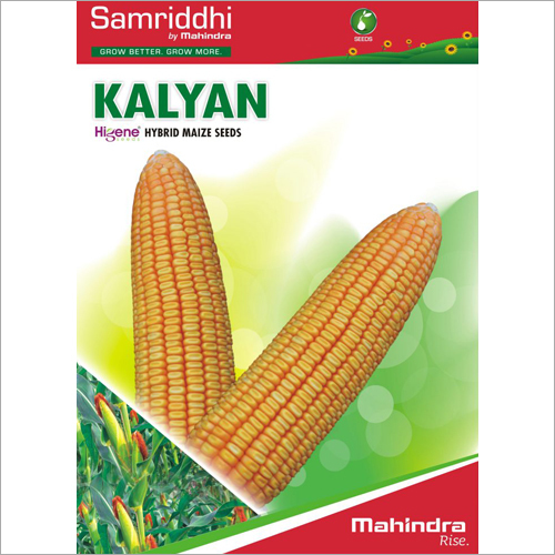 Hybrid Maize Seeds