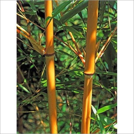 Golden Bamboo Plants