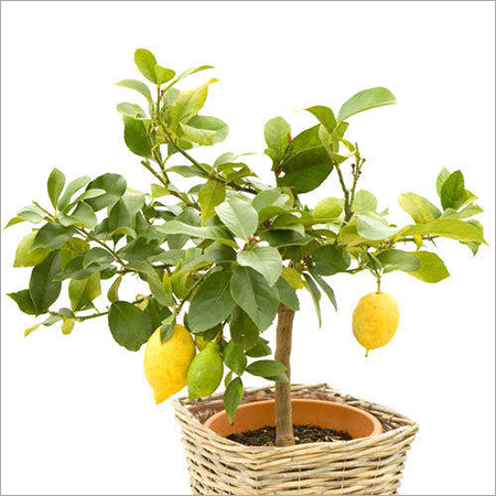 Small Lemon Tree