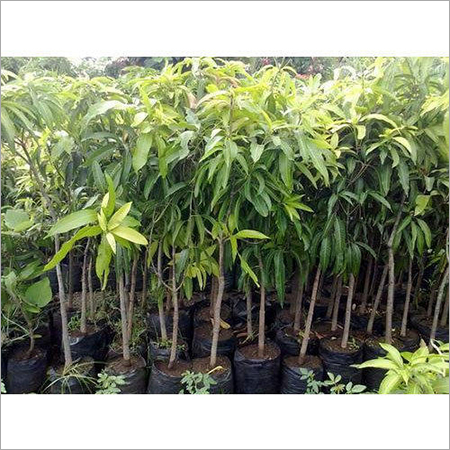 Mango Plants By SHREE USHA KIRAN NURSERY