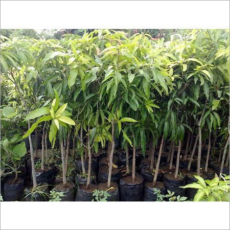 Mango Plants