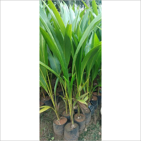 Hybrid Coconut Plant