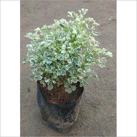 Aralia Snowbush