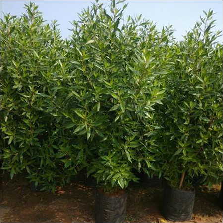 Conocarpus 1