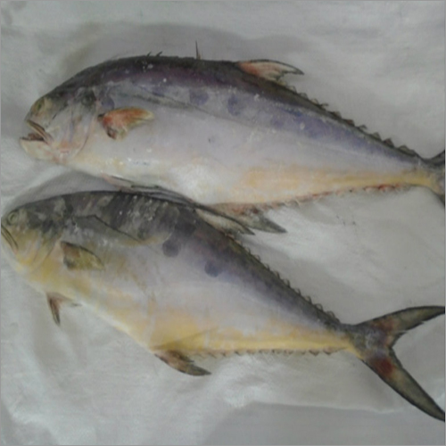 Fresh Fish