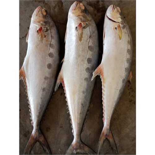 Frozen fish in Thailand, Frozen fish Manufacturers & Suppliers in Thailand