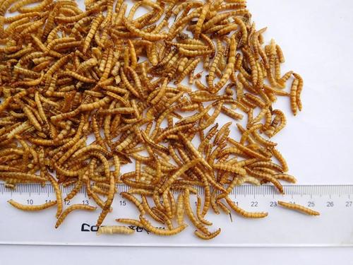 Dried Meal Worms