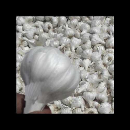 Fresh White Garlic By Jaydev Agro International Export Company