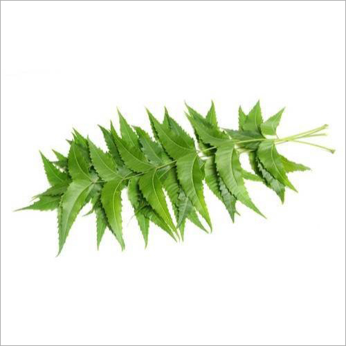 Neem Leaves By GRENERA NUTRIENTS PRIVATE LIMITED