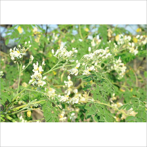 Organic Moringa Leaves