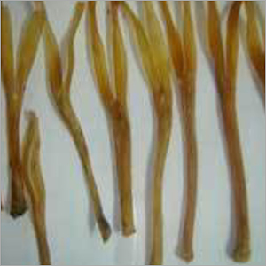 Dried Tendon