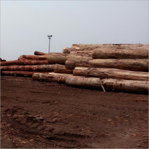 African Wood  Log