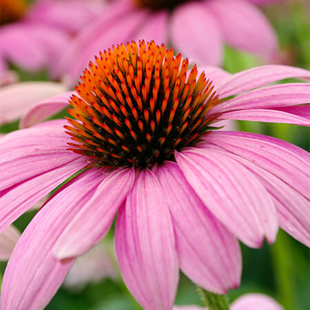 Echinacea Liquid Extract - Echinacea Angustifolia Grade: Cosmetic