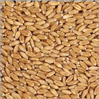 Whole Wheat Seeds - Organic High Purity Brown Color | Fresh Nutrient-Rich Antioxidant Source