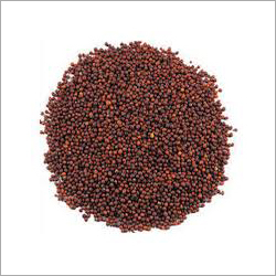 Fresh Mustard Seeds - Organic Brown Spice Seeds, High Purity, Moisture Nil | Nutrient-Rich for Culinary Uses and Medicinal Preparations