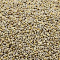 Pearl Millet Seeds - Organic, High Purity, Specialty Forage Feed | Nutrient-Dense, Ideal for Poultry, Available in Custom Weights