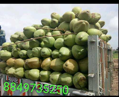 Organic Fresh Green Coconut