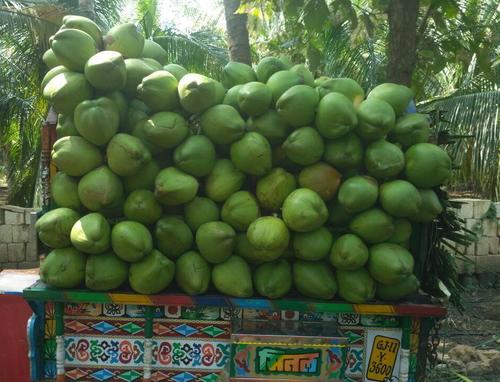 High Grade Fresh Green Coconut