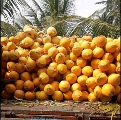 Wholesale Price Tender Coconut