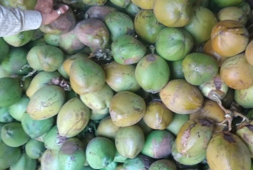 Fresh Green Water Tender Coconut